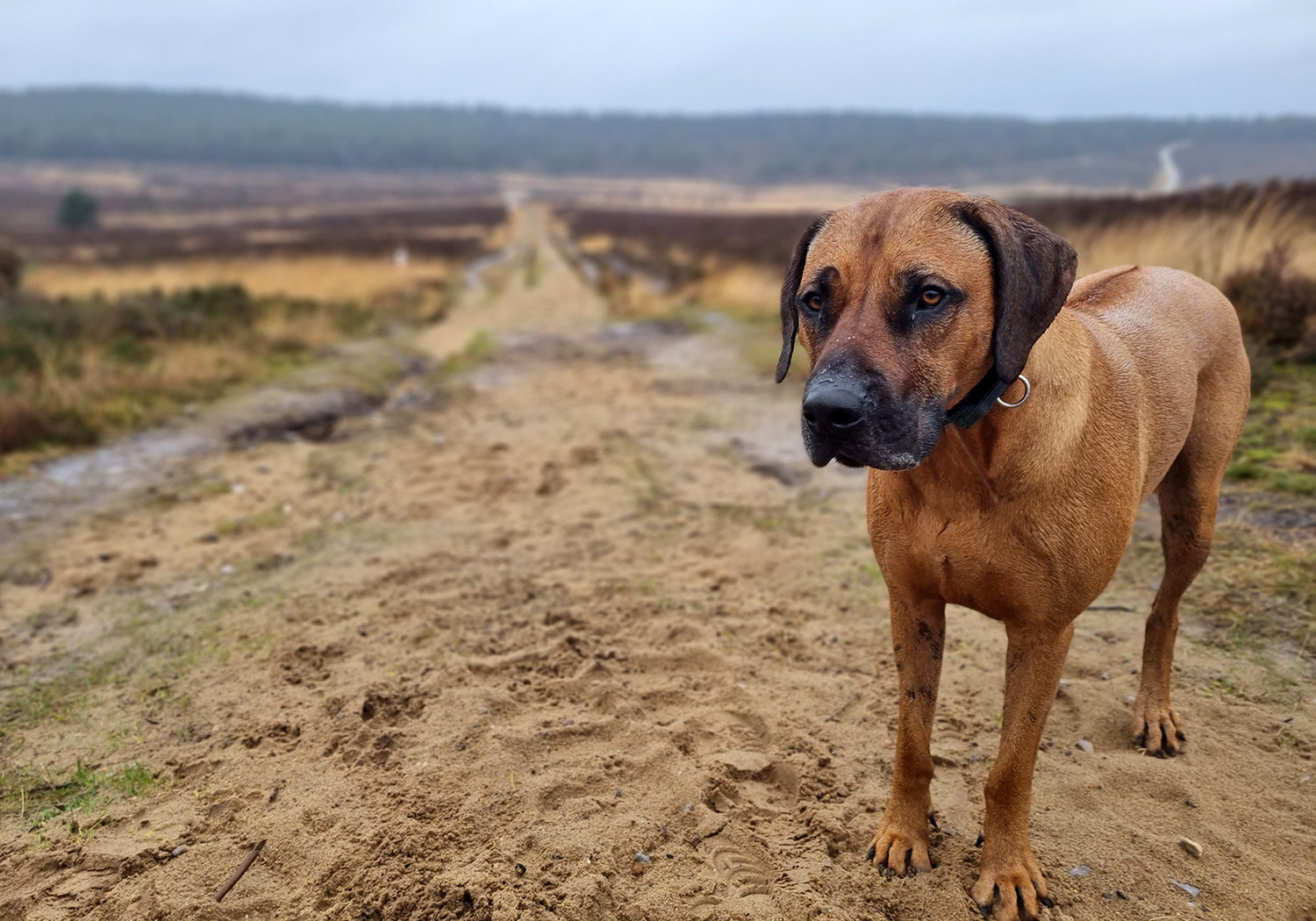 Dog Walk at Hankley Common